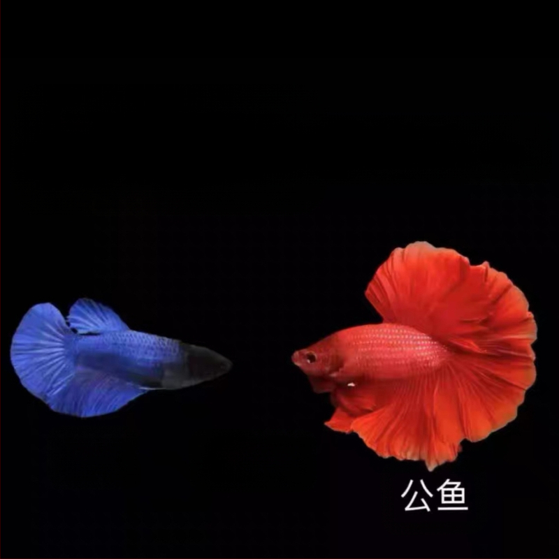 Half Moon farkú Betta hal, Manwei Yarn márkával, termékkód 1107