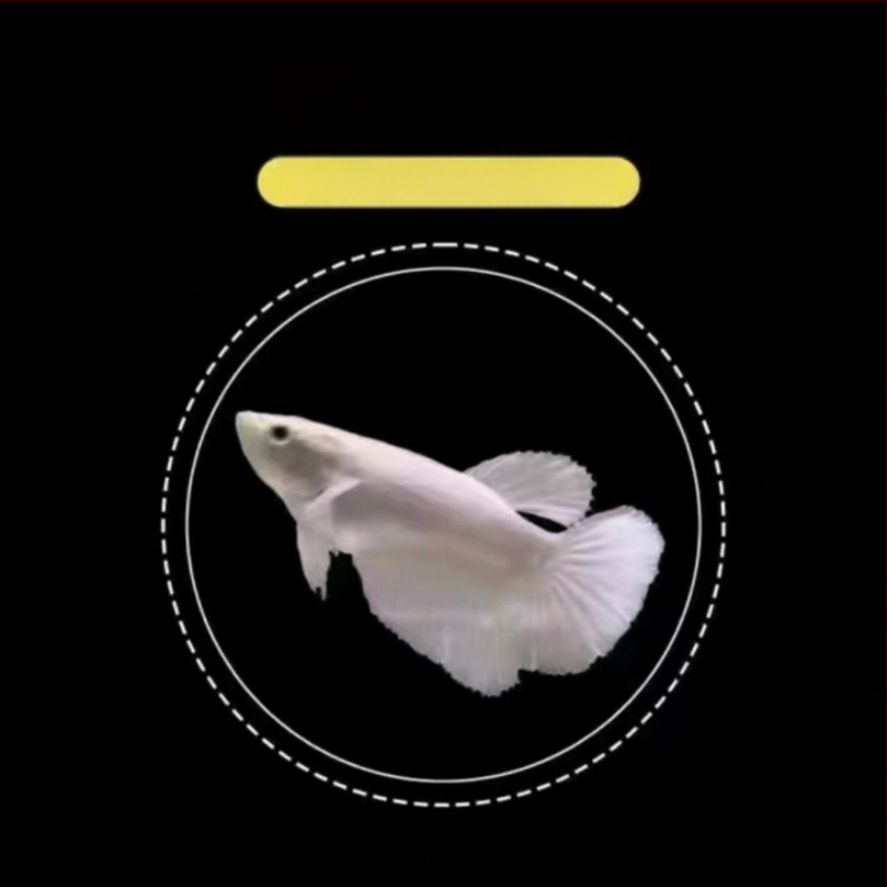 Half Moon farkú Betta hal, Manwei Yarn márkával, termékkód 1107