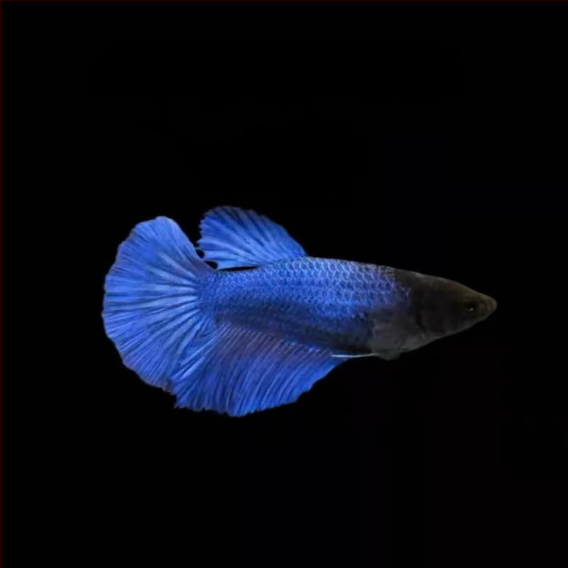 Half Moon farkú Betta hal, Manwei Yarn márkával, termékkód 1107