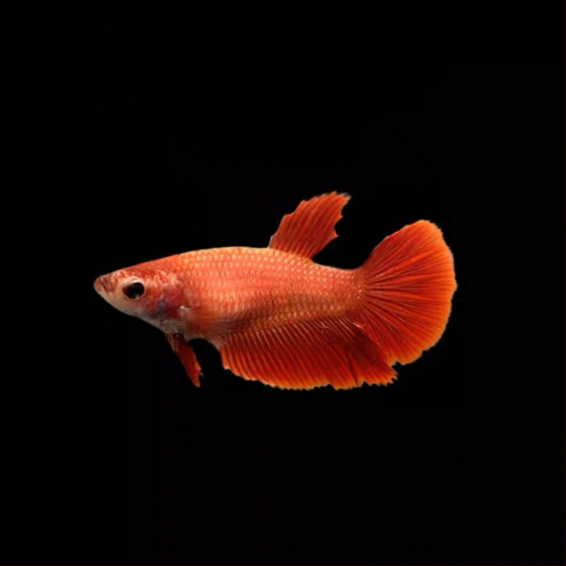 Half Moon farkú Betta hal, Manwei Yarn márkával, termékkód 1107