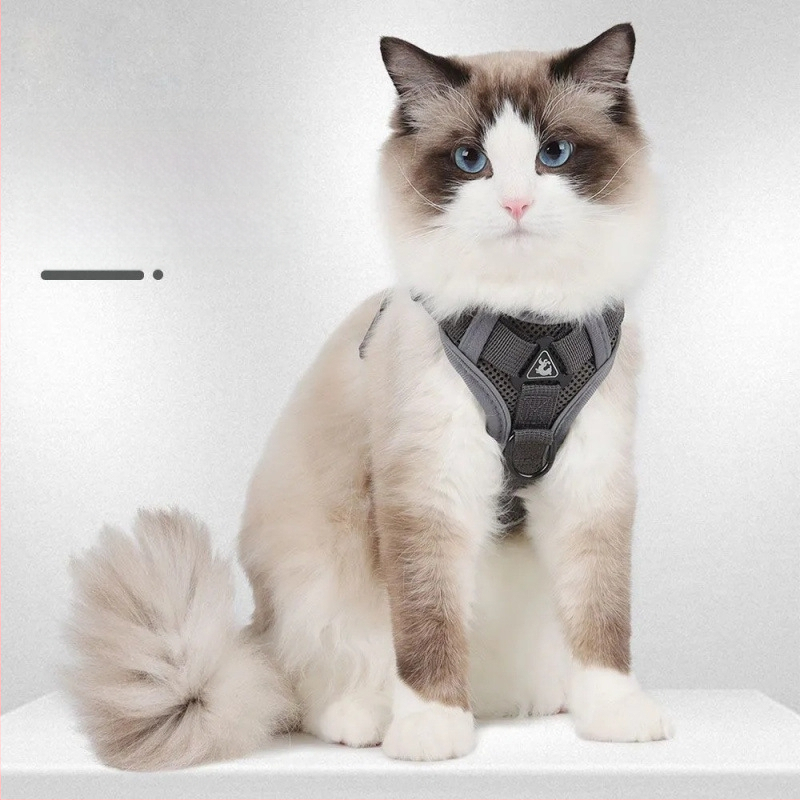 Katės krūtinės diržas – liemenės stiliaus dizainas, pasivaikščiojimams