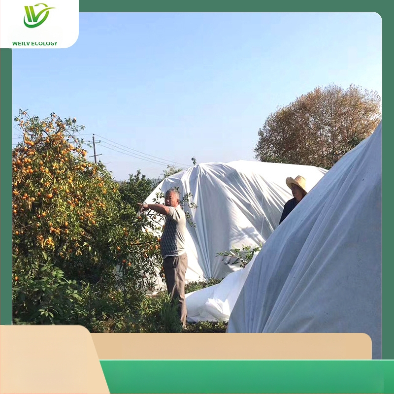 Κηπουρικό ύφασμα προστασίας από το κρύο (PP πολυπροπυλένιο, πλαστική ταρπάν, προέλευση Foshan)