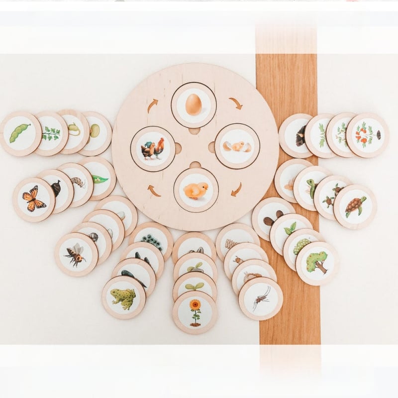 Montessori Life Cycle Tray Game – Koka izglītojoša rotaļlieta priekš agrīnās izglītības, daudzfunkcionāla (Materiāls: koks; Vecums: 3–6 gadi; Apstrāde: Pielāgotas bildes)