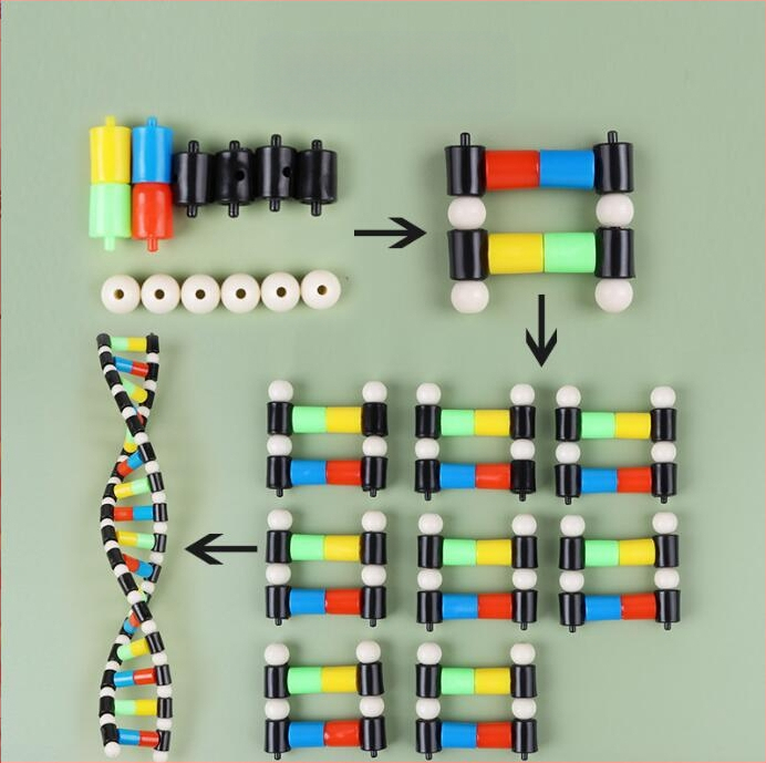 DNK dvigubosios spiralinės struktūros modelis vidurinei biologijai (TA0000; Plastikas; ZT; Puikūs produktai; Vidurinė biologija)