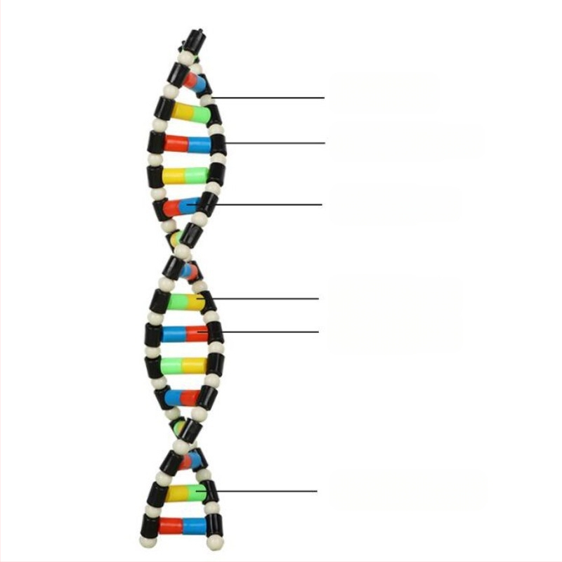 DNK dvigubosios spiralinės struktūros modelis vidurinei biologijai (TA0000; Plastikas; ZT; Puikūs produktai; Vidurinė biologija)