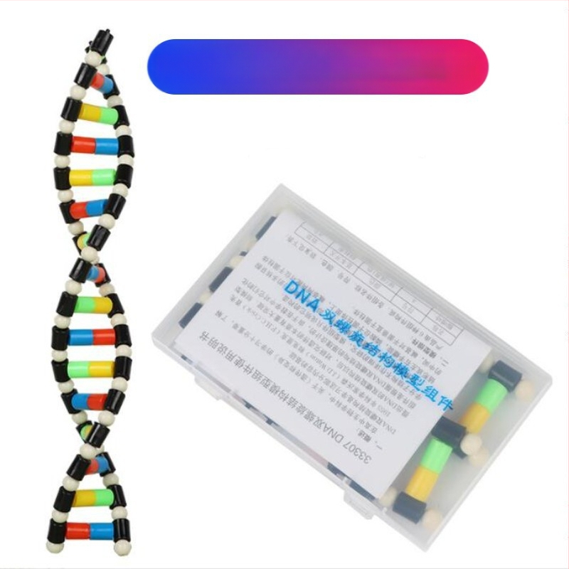 DNK dvigubosios spiralinės struktūros modelis vidurinei biologijai (TA0000; Plastikas; ZT; Puikūs produktai; Vidurinė biologija)