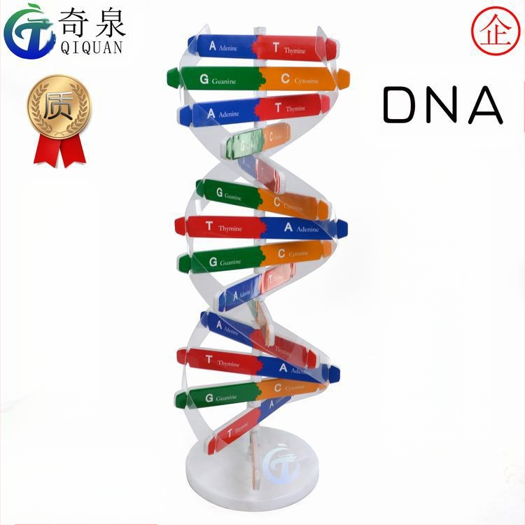 DNS dubultās spirāles izglītojošais modelis — ABS DIY bioloģijas komplekts vecuma 7–14 gadiem, zīmols Qiquan