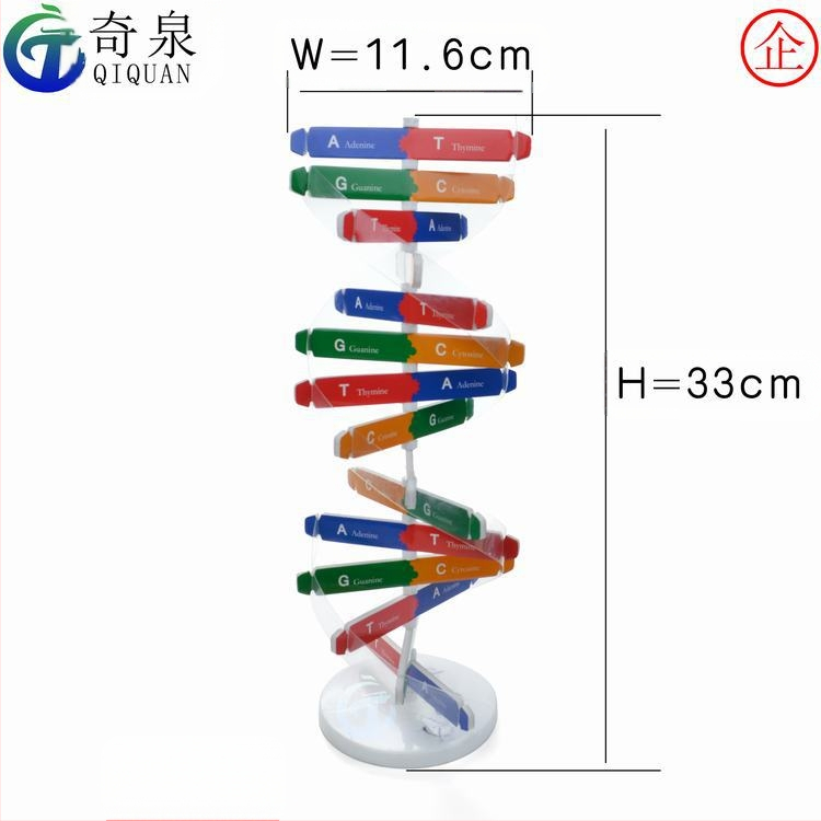 DNS dubultās spirāles izglītojošais modelis — ABS DIY bioloģijas komplekts vecuma 7–14 gadiem, zīmols Qiquan
