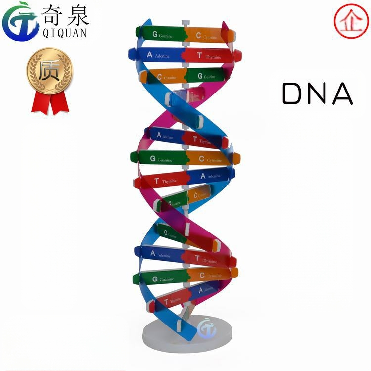 DNS dubultās spirāles izglītojošais modelis — ABS DIY bioloģijas komplekts vecuma 7–14 gadiem, zīmols Qiquan
