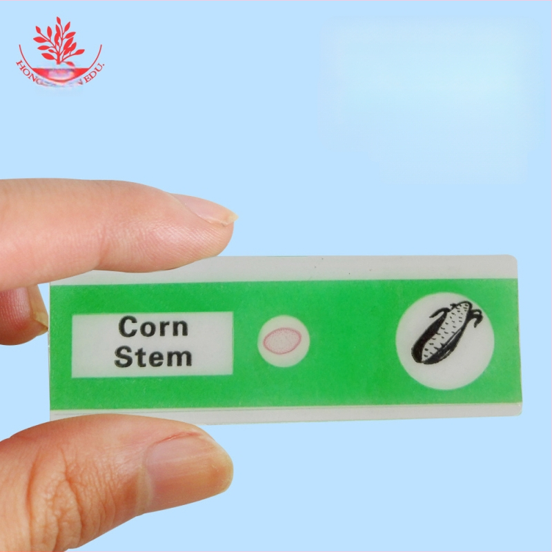 Mangrove PVC βιολογικά δείγματα, σετ 12 για διαφάνειες μικροσκοπίου (ζώα και φυτά)