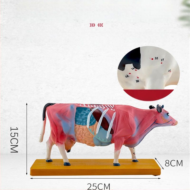 Модел за анатомия и акупунктура на крави