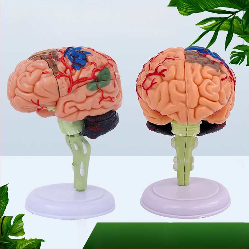 4D сглобяем модел на човешки мозък за мозъчна анатомия и обучение по неврология