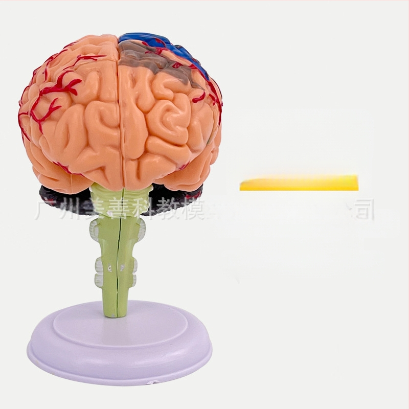 4D сглобяем модел на човешки мозък за мозъчна анатомия и обучение по неврология