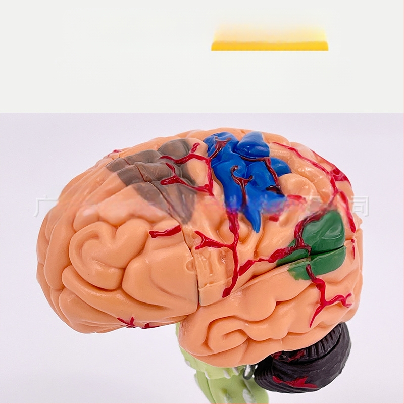 4D сглобяем модел на човешки мозък за мозъчна анатомия и обучение по неврология
