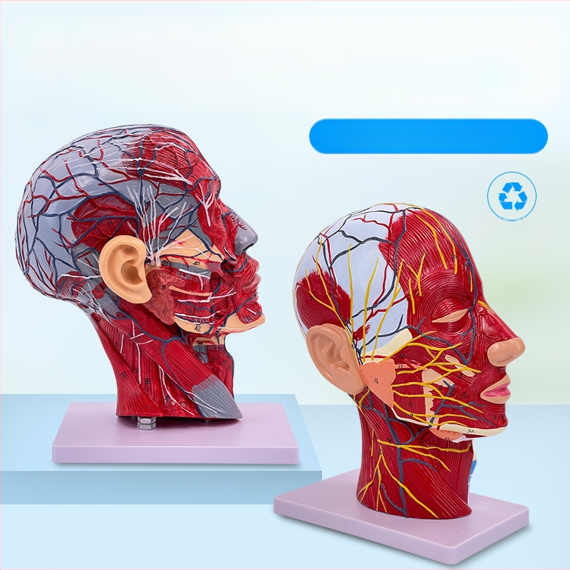 Модел на глава и шия за анатомия с мозъносъдова и лицево-невроваскуларна структура (Марка: Blue Butterfly; Материал: винил; Категория: Глава)