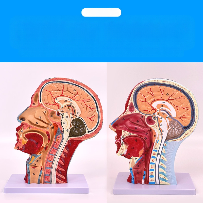 Модел на глава и шия за анатомия с мозъносъдова и лицево-невроваскуларна структура (Марка: Blue Butterfly; Материал: винил; Категория: Глава)