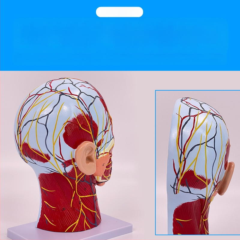 Модел на глава и шия за анатомия с мозъносъдова и лицево-невроваскуларна структура (Марка: Blue Butterfly; Материал: винил; Категория: Глава)