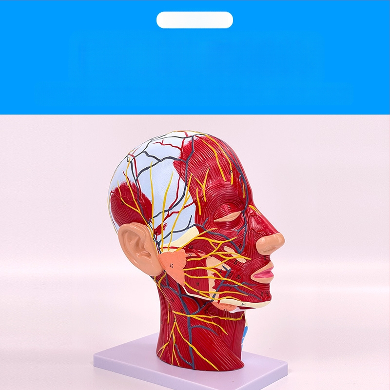 Модел на глава и шия за анатомия с мозъносъдова и лицево-невроваскуларна структура (Марка: Blue Butterfly; Материал: винил; Категория: Глава)