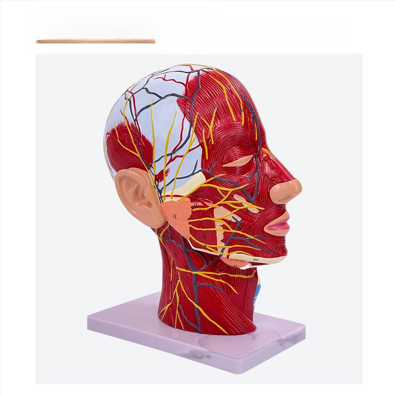 Модел на глава и шия за анатомия с мозъносъдова и лицево-невроваскуларна структура (Марка: Blue Butterfly; Материал: винил; Категория: Глава)
