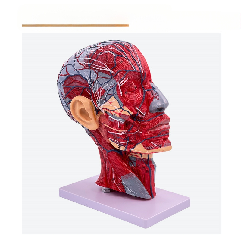 Модел на глава и шия за анатомия с мозъносъдова и лицево-невроваскуларна структура (Марка: Blue Butterfly; Материал: винил; Категория: Глава)