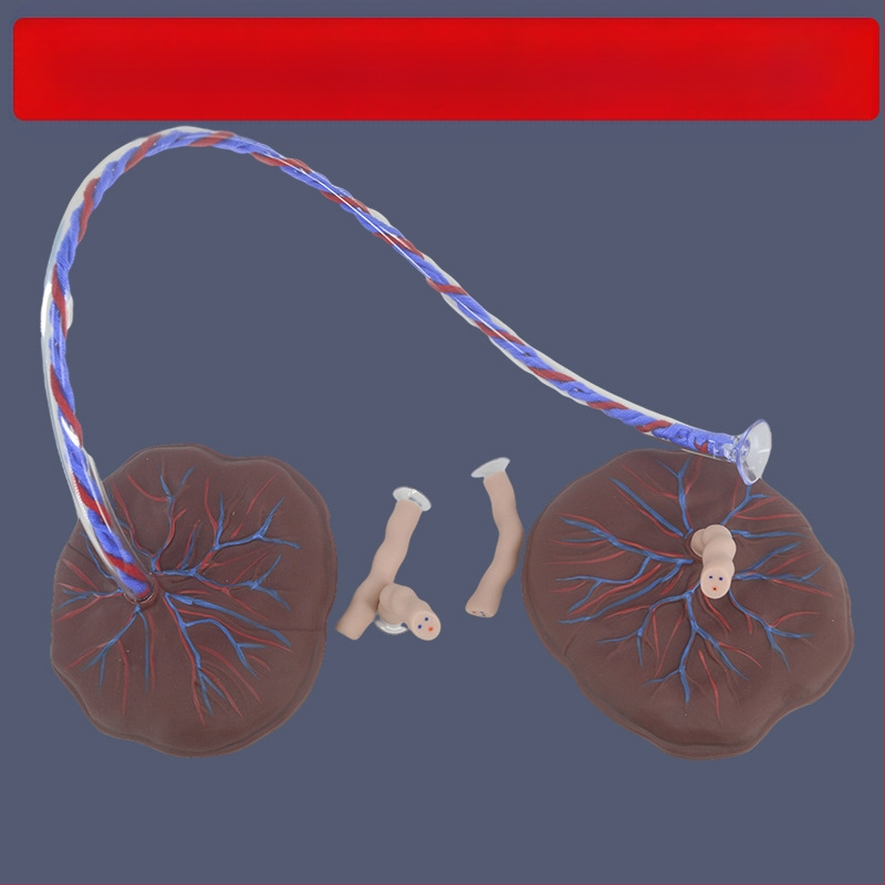 Zīdaiņa nabassaites un placentas modelis ar vēnu un artēriju atveidojumu, savienojams ar lelli mācību nolūkos, piemērots cilvēkiem virs 14 gadiem