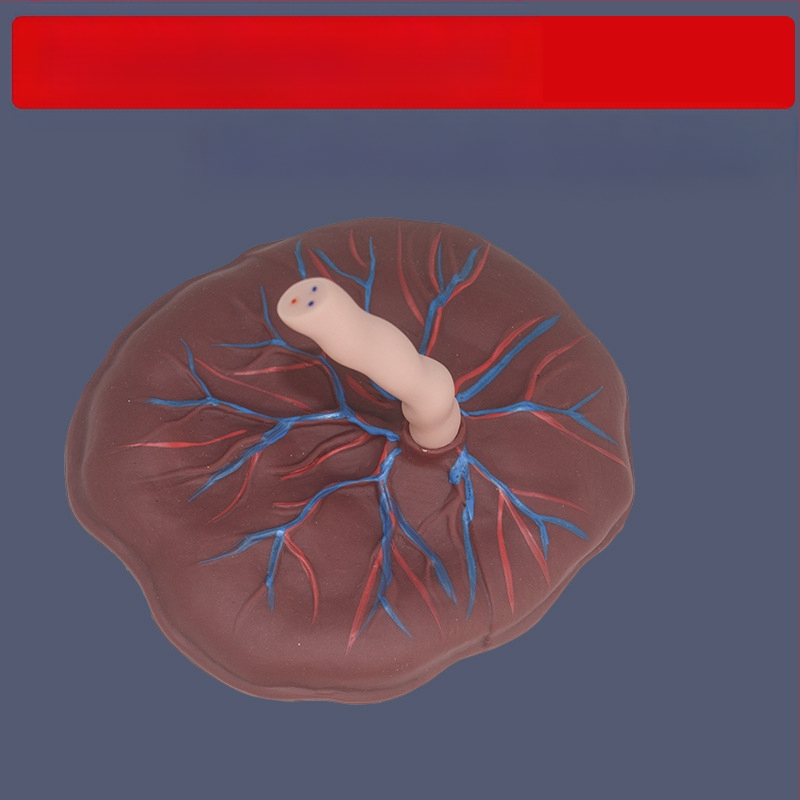 Zīdaiņa nabassaites un placentas modelis ar vēnu un artēriju atveidojumu, savienojams ar lelli mācību nolūkos, piemērots cilvēkiem virs 14 gadiem