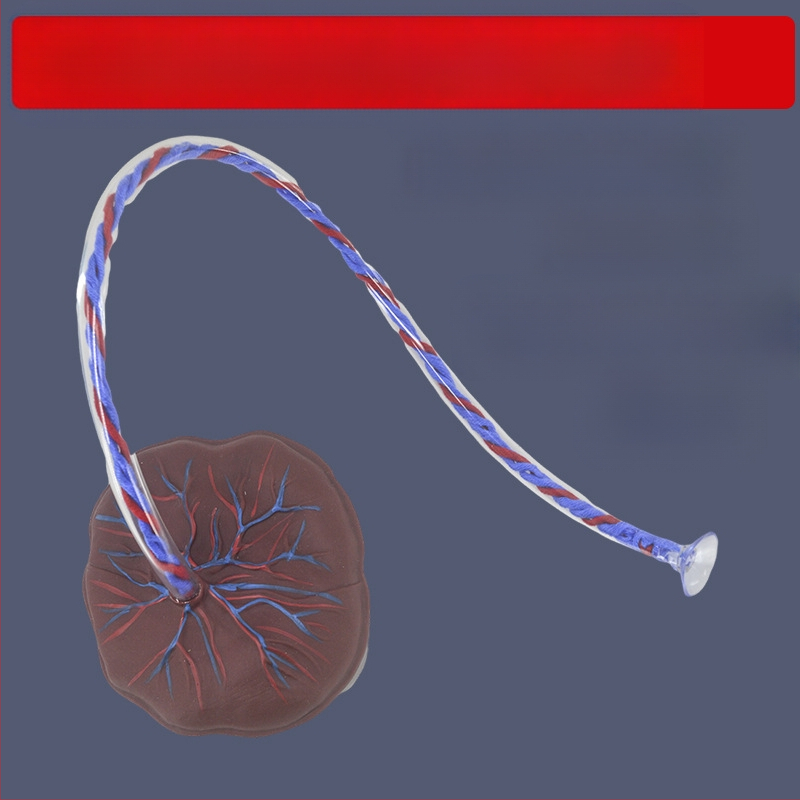 Zīdaiņa nabassaites un placentas modelis ar vēnu un artēriju atveidojumu, savienojams ar lelli mācību nolūkos, piemērots cilvēkiem virs 14 gadiem