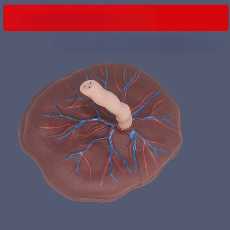 Zīdaiņa nabassaites un placentas modelis ar vēnu un artēriju atveidojumu, savienojams ar lelli mācību nolūkos, piemērots cilvēkiem virs 14 gadiem
