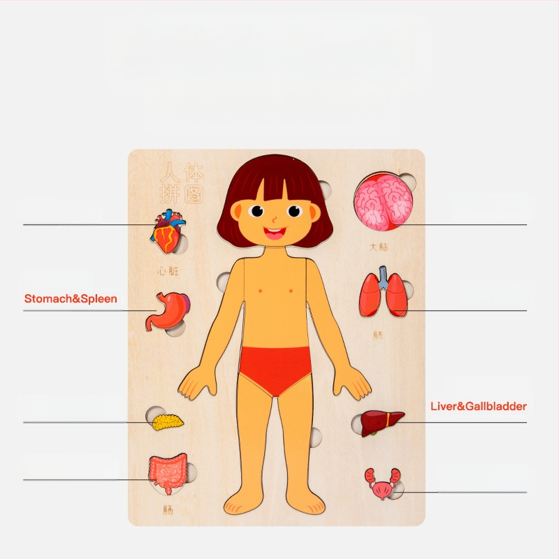 Koka cilvēka ķermeņa orgānu puzle, 4–6 gadi, Xundai zīmols, paraugu pielāgošana