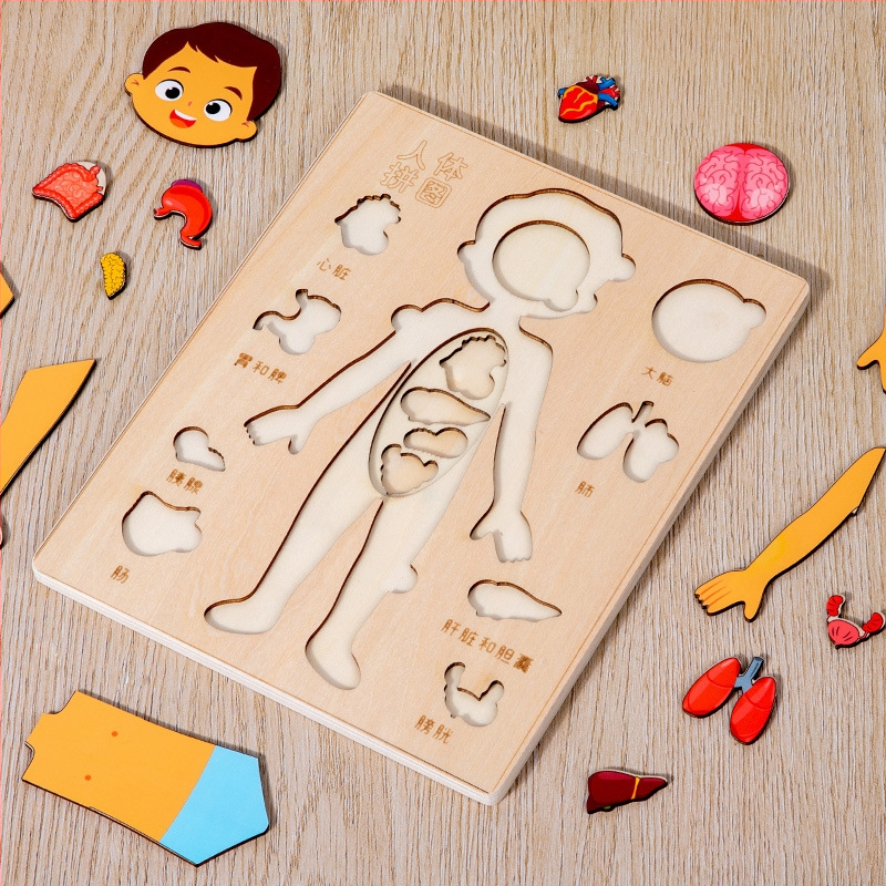 Koka cilvēka ķermeņa orgānu puzle, 4–6 gadi, Xundai zīmols, paraugu pielāgošana