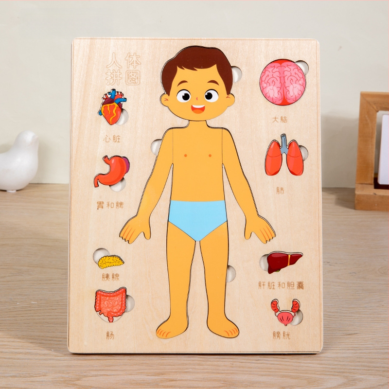 Koka cilvēka ķermeņa orgānu puzle, 4–6 gadi, Xundai zīmols, paraugu pielāgošana
