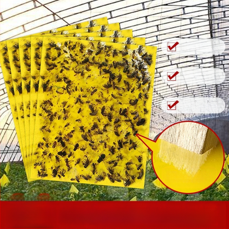 Κολλητική επιφάνεια εντόμων για μύγες φρούτων και κουνούπια – διπλής όψεως, μη τοξική, διάρκεια ζωής 5 έτη, 1000 φύλλα