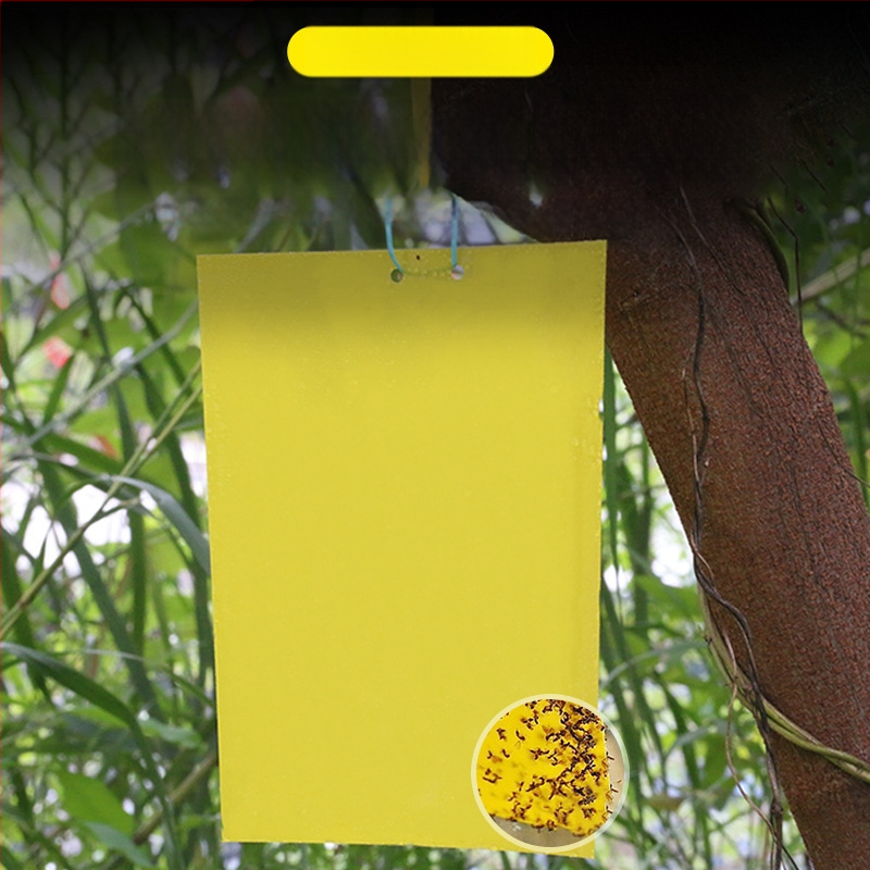 Κολλητική επιφάνεια εντόμων για μύγες φρούτων και κουνούπια – διπλής όψεως, μη τοξική, διάρκεια ζωής 5 έτη, 1000 φύλλα