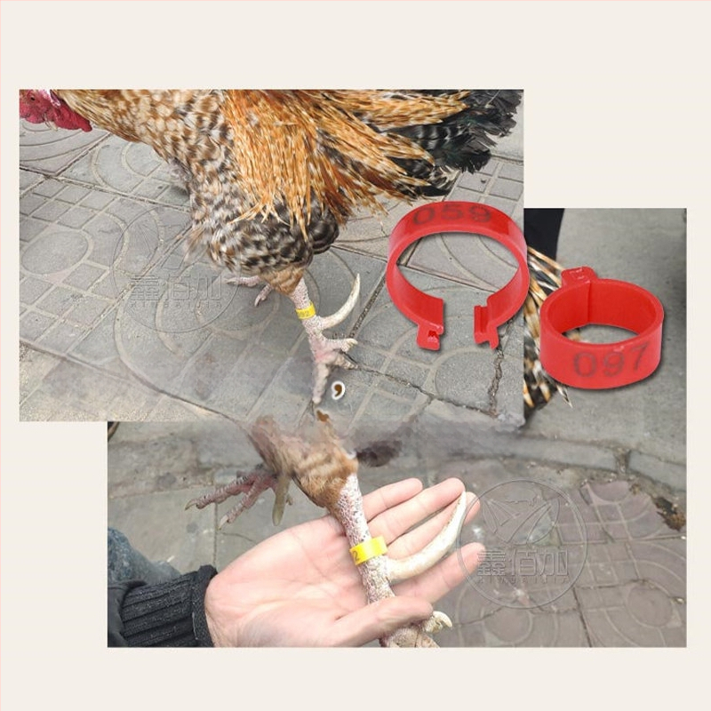 Δακτυλίδι σήμανσης πτηνών με ανοιχτό κούμπωμα για κοτόπουλα, πάπιες και χήνες – Xin Baijia