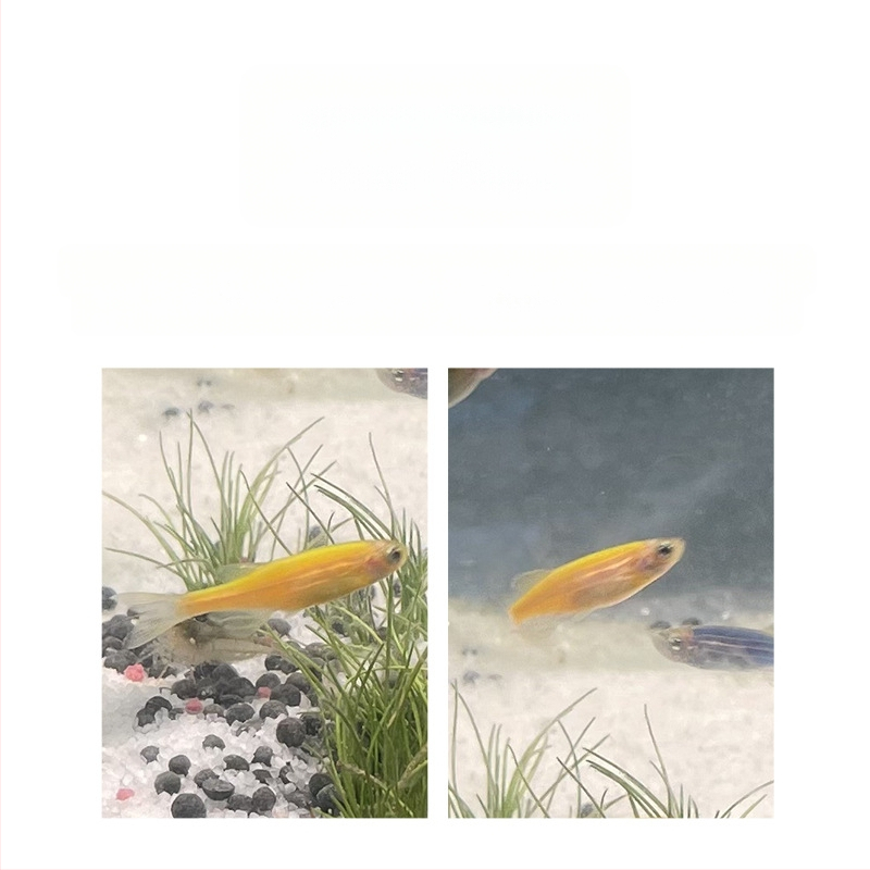 Akvariumui filtravimo terpė: keraminių žiedų ir stiklo žiedų biocheminiam filtravimui, 500 g