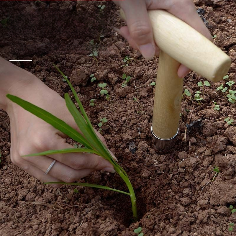 Medinis sodo įrankis sėti sėkloms, daigų tręšimui ir sukulentų persodinimui; smailus antgalis, kietas medis, 2022 metų žiema