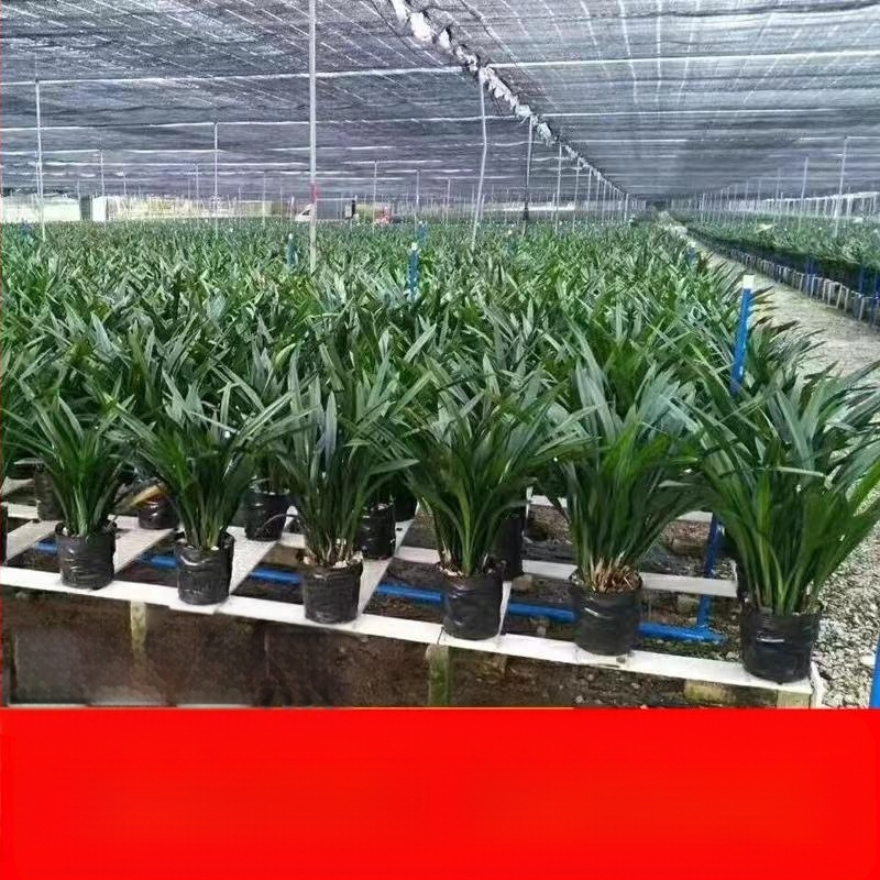 Orhideja Molan šķirne, materiāls: zīda zieds, Zīmols: Cits