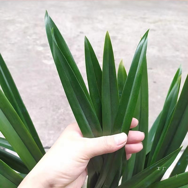 Orhideja Molan šķirne, materiāls: zīda zieds, Zīmols: Cits