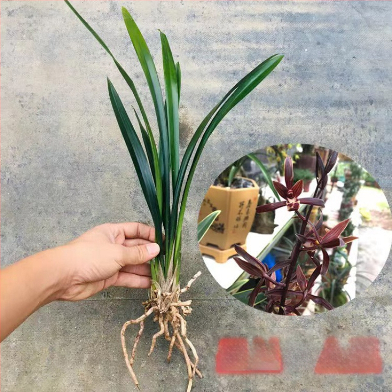 Orhideja Molan šķirne, materiāls: zīda zieds, Zīmols: Cits