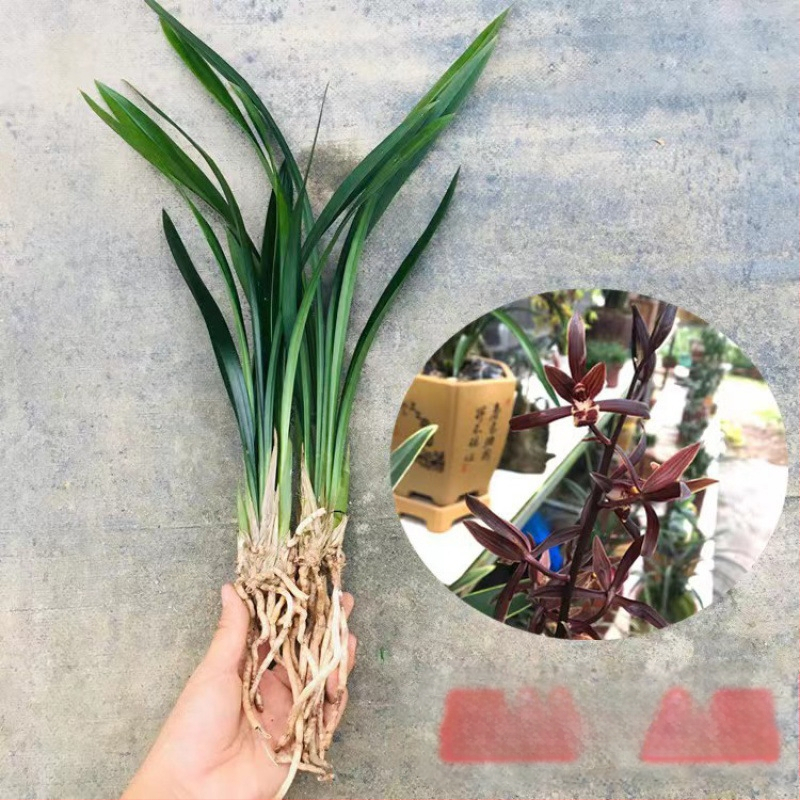 Orhideja Molan šķirne, materiāls: zīda zieds, Zīmols: Cits