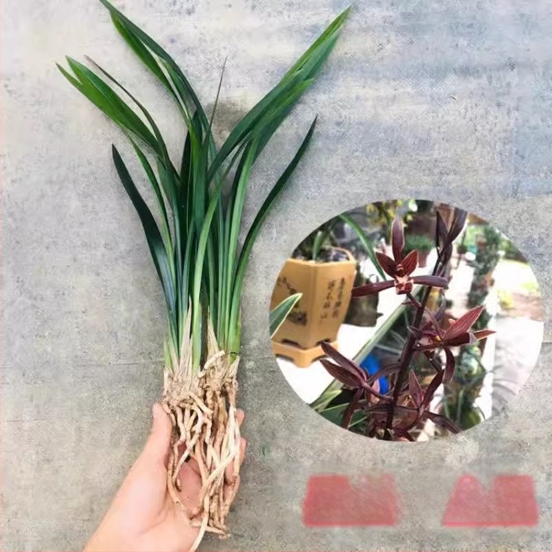 Orhideja Molan šķirne, materiāls: zīda zieds, Zīmols: Cits