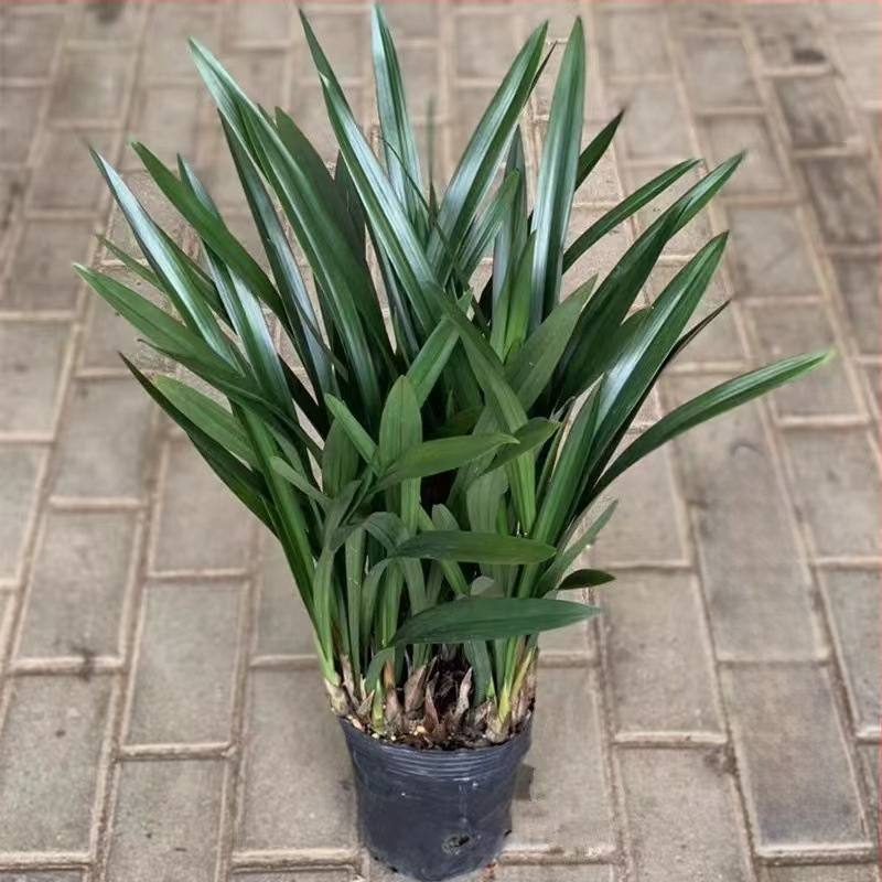 Orhideja Molan šķirne, materiāls: zīda zieds, Zīmols: Cits