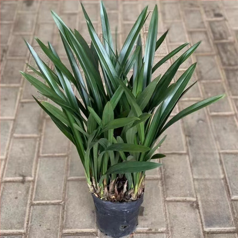 Orhideja Molan šķirne, materiāls: zīda zieds, Zīmols: Cits