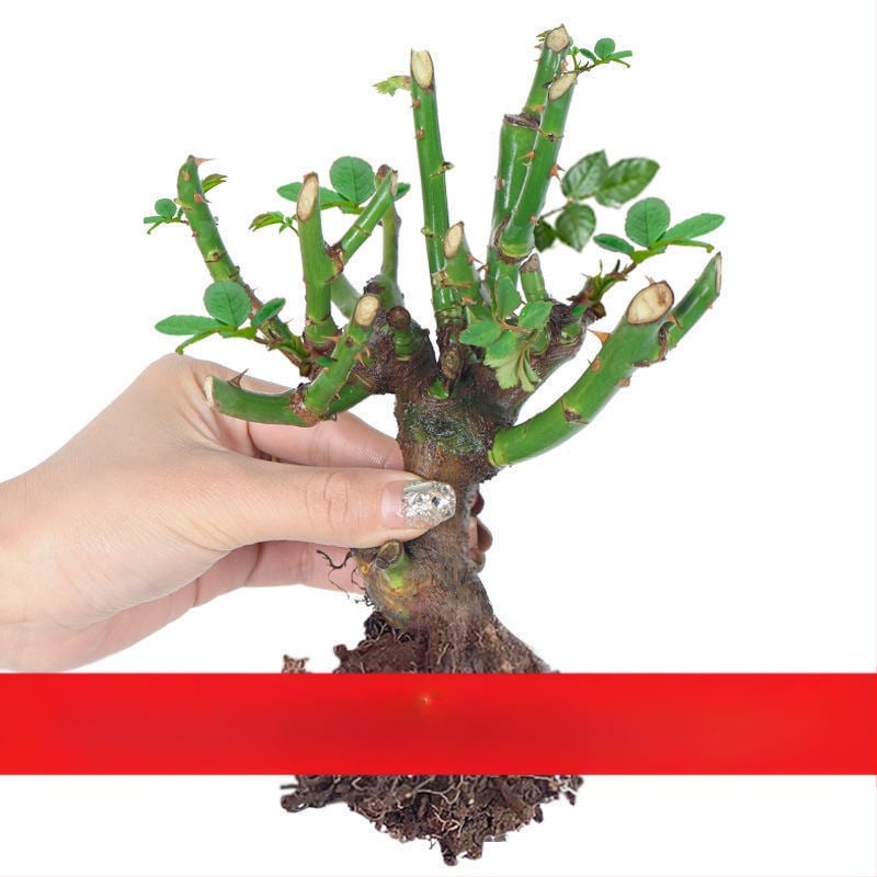 Rožė – drėgmę mėgstantis augalas, neutrali šviesos sąlygos, tinkama vidaus ir lauko puodų auginti, šiuolaikinis minimalistinis stilius