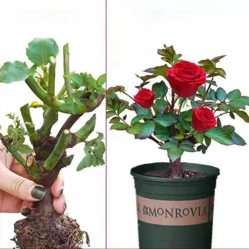 Rožė – drėgmę mėgstantis augalas, neutrali šviesos sąlygos, tinkama vidaus ir lauko puodų auginti, šiuolaikinis minimalistinis stilius