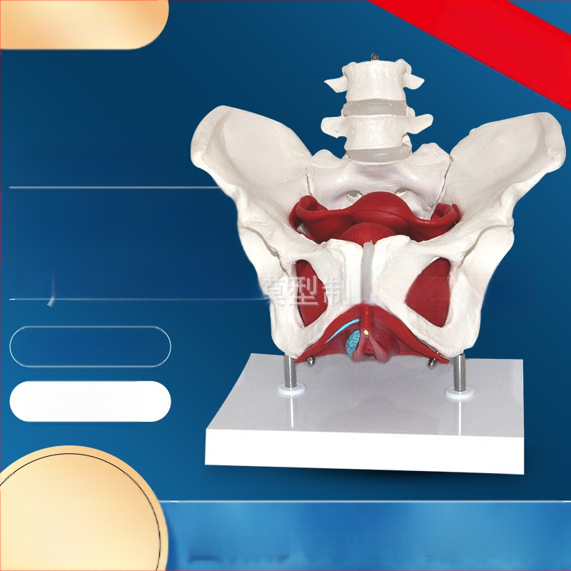 Μοντέλο Γυναικείας Ανατομίας Πυέλου με Δομή Πυέλου, Δύο Τμημάτων Οσφυϊκής Σπονδυλικής Στήλης και Μύες Πυελικού Εδάφους — Ιατρικό Διδακτικό Βοήθημα, Σετ 8 Τεμαχίων για Σχολικό Πρόγραμμα