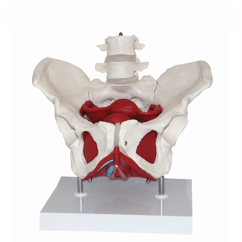 Μοντέλο Γυναικείας Ανατομίας Πυέλου με Δομή Πυέλου, Δύο Τμημάτων Οσφυϊκής Σπονδυλικής Στήλης και Μύες Πυελικού Εδάφους — Ιατρικό Διδακτικό Βοήθημα, Σετ 8 Τεμαχίων για Σχολικό Πρόγραμμα