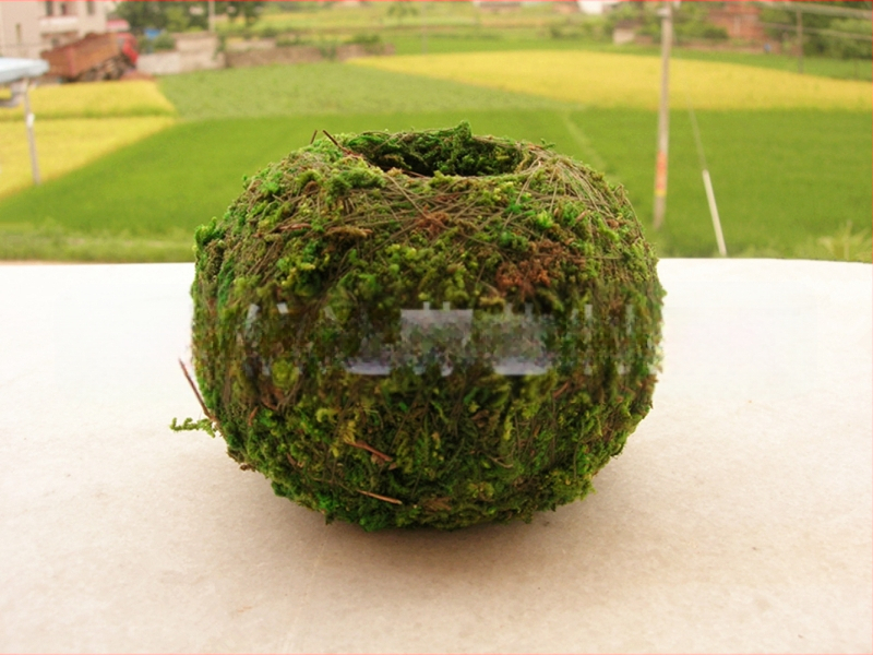 Gėlių vazonas su natūralia Carex samanų kamuoliu — kvėpuojantis, biologiškai skaidrus, vandens taupymas, rankų darbas