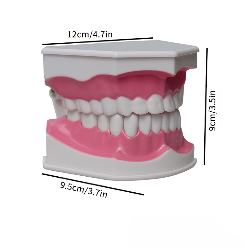 Kaheosaline hambamudel koos hambaharjaga – koolitusmall täiskasvanutele, kaks ühikut