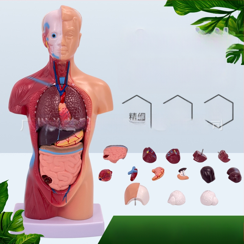 Meishan μοντέλο κορμού ανατομίας για διδασκαλία – καρδιά και εγκέφαλος, πλαστικό